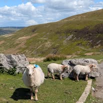 Sheep on the Bwlch mountain pass
