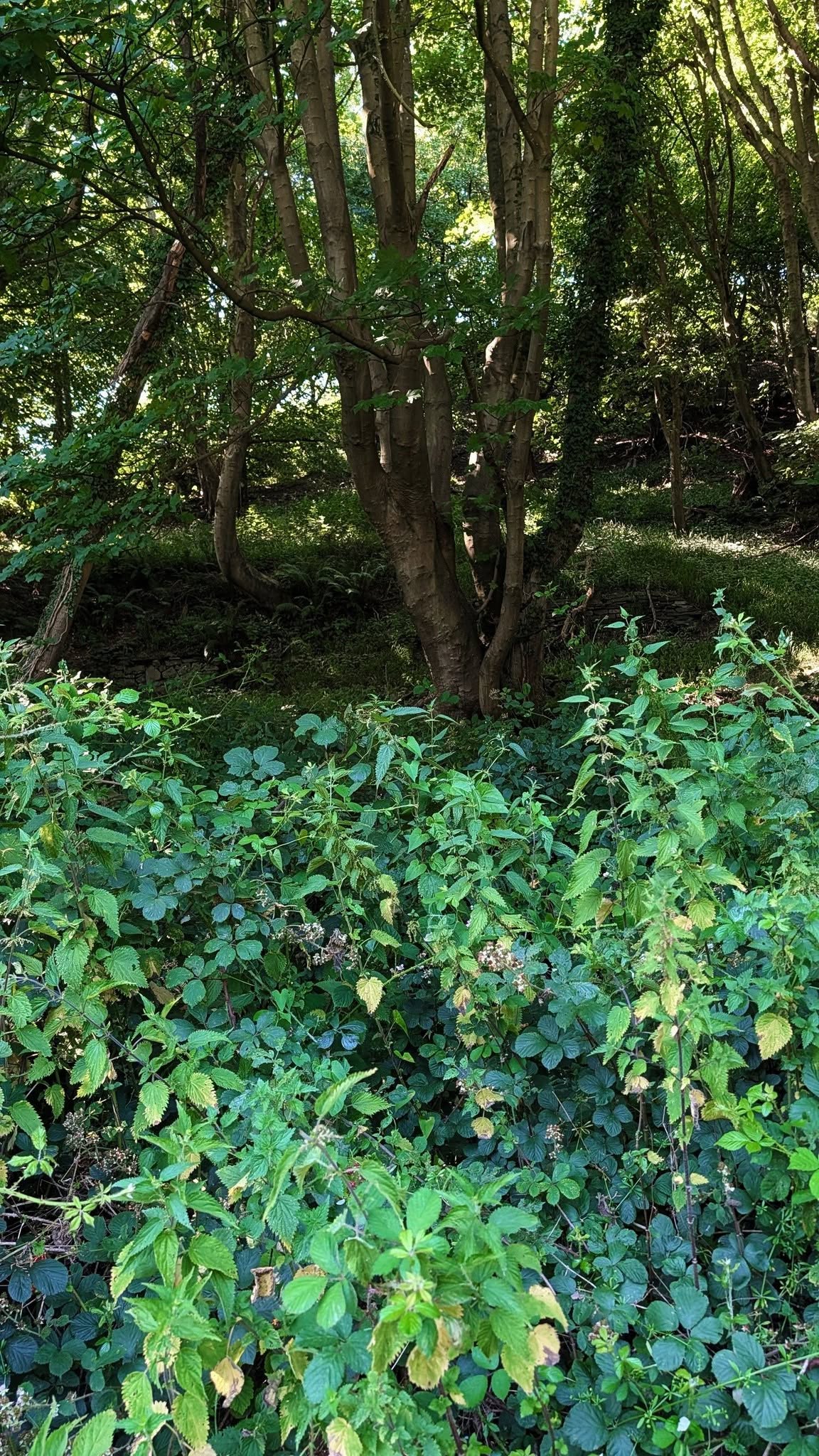 Local woodland